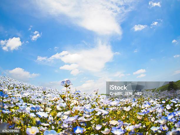 Nemophila Flower Garden Stock Photo - Download Image Now - Nemophila, Blue, Cloud - Sky