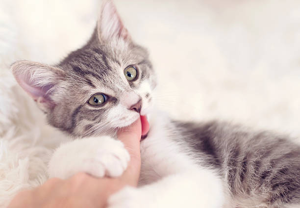 指で噛むかわいい子猫 - 噛む 写真 ストックフォトと画像