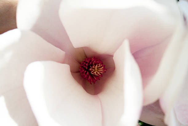 「magnolia 」  - magnolia pink flower isolated ストックフォトと画像