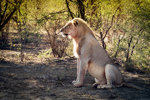 Side view of a lion sitting in the bushes of the Madikwe Game Reserve in South Africa.