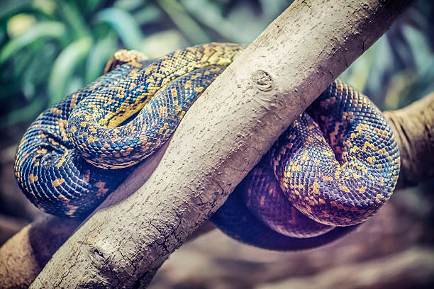 istock Close up of a snake 626263032
