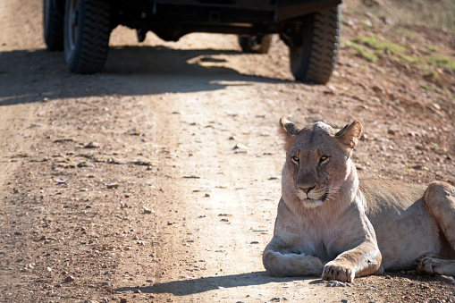 A lioness is resting on the dirt road in front of the safari vehicle in the Madikwe Game Reserve , South Africa.