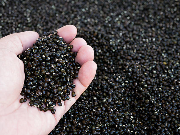 istock Black gram or Back Mung bean in hand. 626263274