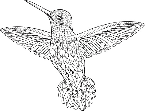 Ilustración de Página Para Colorear Colibrí y más Vectores Libres de Derechos de Colibrí - Colibrí, Vector, Blanco y negro - iStock Ilustración de Página Para Colorear Colibrí y más Vectores Libres de Derechos de Colibrí - Colibrí, Vector, Blanco y negro - iStock