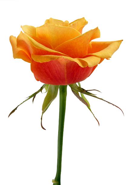istock golden yellow rose close up,isolated 626264510