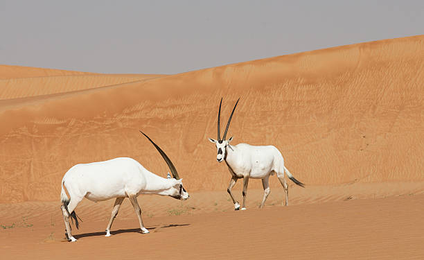 istock Arabian oryx in a desert near Dubai 626264646