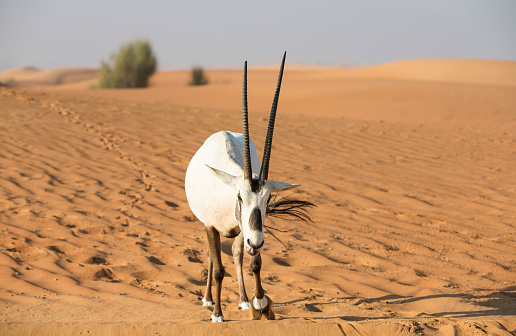 Arabian oryx (Oryx leucoryx)in a desert near Dubai, United Arab Emirates