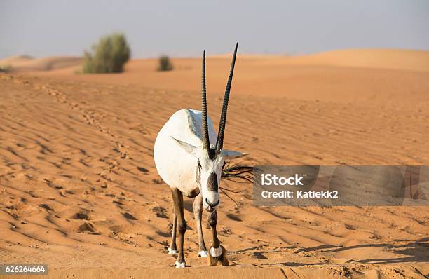 Arabian Oryx In A Desert Near Dubai Stock Photo - Download Image Now -  Arabian Oryx, Animal, Arabia - iStock