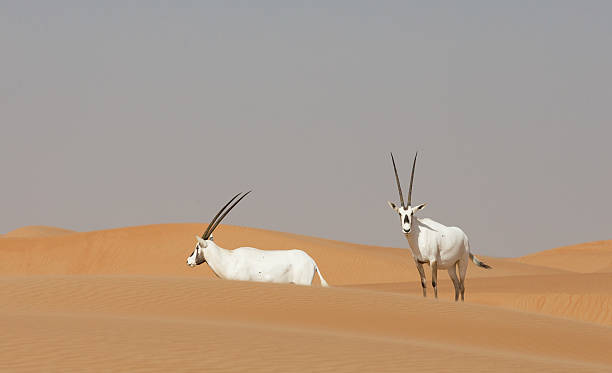 istock Arabian oryx in a desert near Dubai 626264688