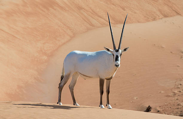 Arabian Oryx In A Desert Near Dubai Stock Photo - Download Image Now -  Adventure, Animal, Animal Wildlife - iStock