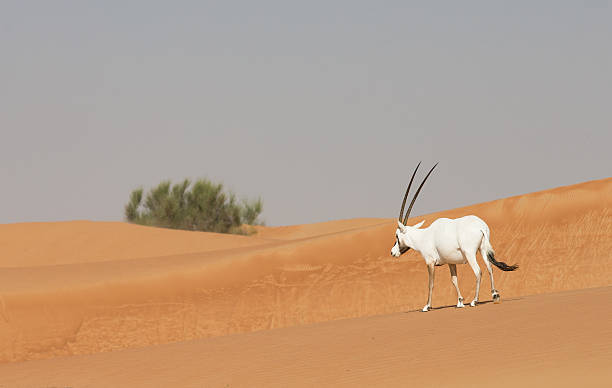 istock Arabian oryx in a desert near Dubai 626264750