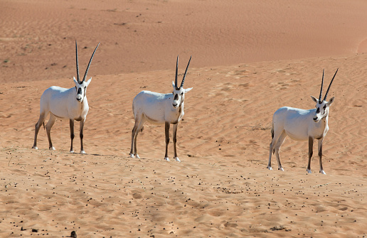 Arabian Oryx In A Desert Near Dubai Stock Photo - Download Image Now -  Adventure, Animal, Animal Wildlife - iStock