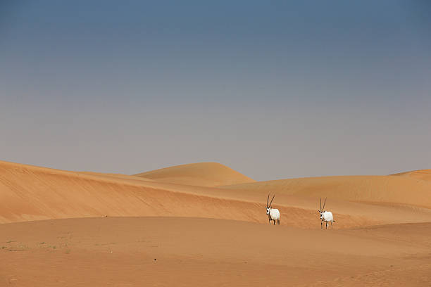 istock Arabian oryx in a desert near Dubai 626264822