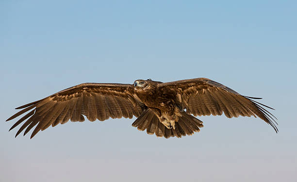 istock Greater Spotted eagle flying in a desert near Dubai 626265034