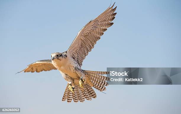 Falconer Is Training Peregrine Falcon In A Desert Near Dubai Stock Photo - Download Image Now