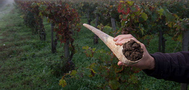 riempire le corna di mucca con letame per rendere biodinamico nei vigneti - biodynamic foto e immagini stock