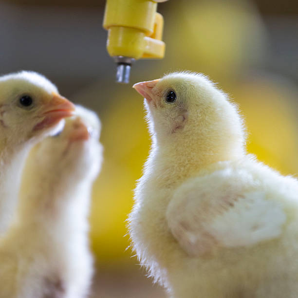 pollito en la granja de agua potable - young bird poultry chicken livestock fotografías e imágenes de stock