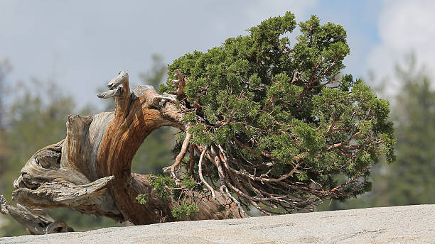torcido árvore - twisted tree california usa imagens e fotografias de stock