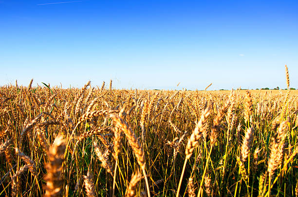 istock Golden ripe wheat ears 626291446