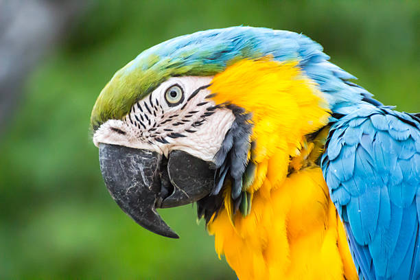 istock colorful parrot head close up  / Macaw Parrot isolated background. 626291490