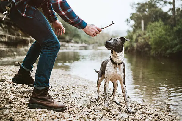 A young adult man explores one of Austin, Texas' many rivers and waterways with his faithful pet dog (Pit bull and Labrador mix).  He gets ready to throw a stick for the dog to fetch into the water. The man is dressed in modern style; hipster.  Horizontal image.