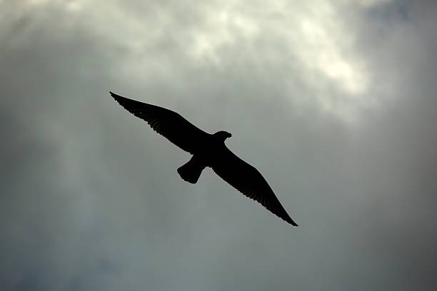 Bird silhouette against dramatic stormy dark sky