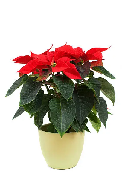 A plant of Poinsettia (Euphorbia pulcherrima) with red foliage