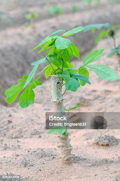 Cassava Tree In Farmland Stock Photo - Download Image Now - Agricultural Field, Agriculture, Alcohol - Drink