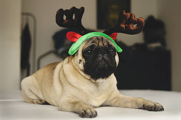 istock Pug dog with Christmas horns 626302390