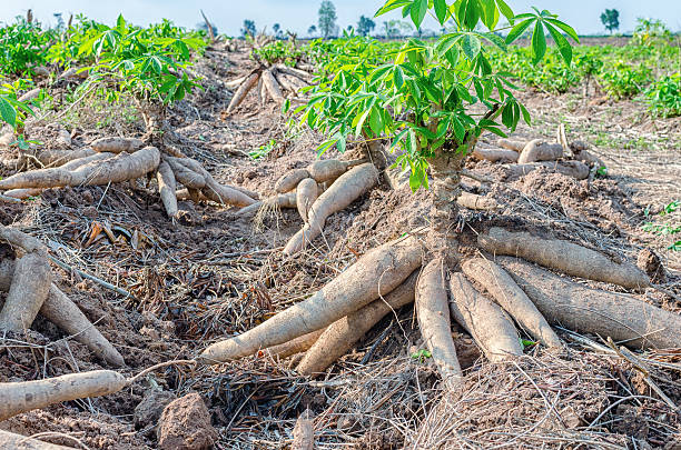Bulk of fresh cassava harvested in farmland. stock photo