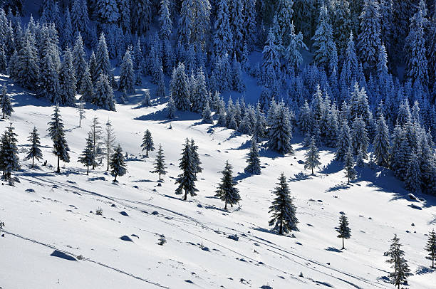 istock Trees covered with hoarfrost and snow 626303024