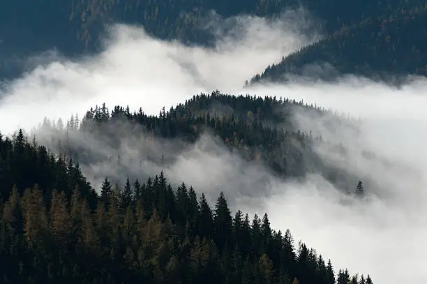 Morning fog on a forest in the Eastern Alps