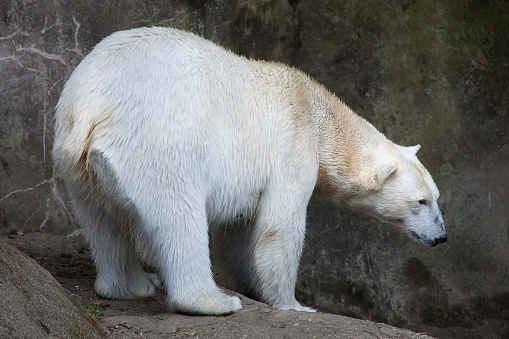 Polar bear (Ursus maritimus). Wildlife animal.