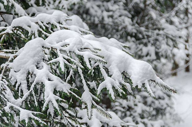 istock Green pine branch tree covered with snow and ice. 626303944