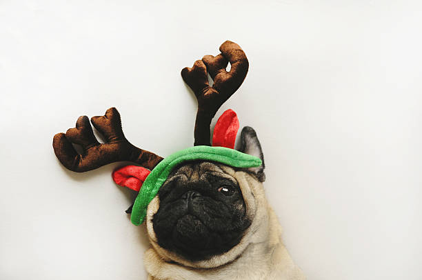 istock Cute pug portrait in Christmas horns 626304080
