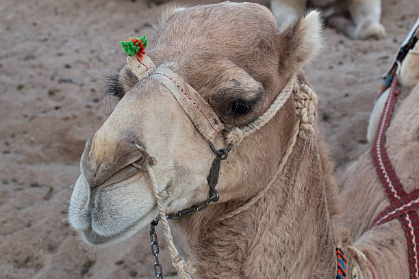 istock The head of a camel lying. 626305080