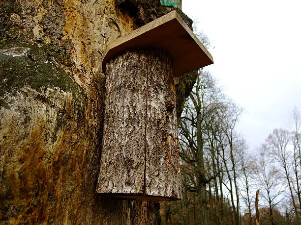 Lonely Nesting-Box in Truncated Tree in the Park of Lithuania