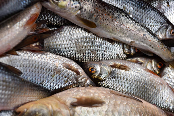 istock Collection of fresh fishes 626310948