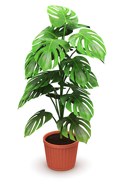 istock Monstera plant in flower pot 626311870