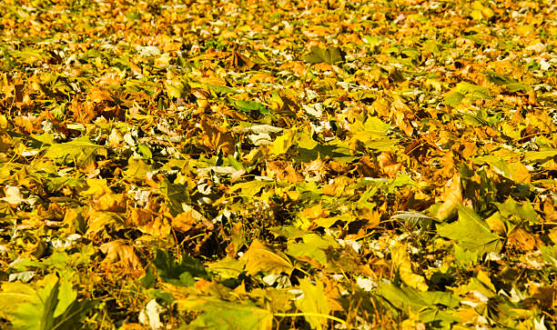 istock Autumnal background of colored maple leaves 626312078