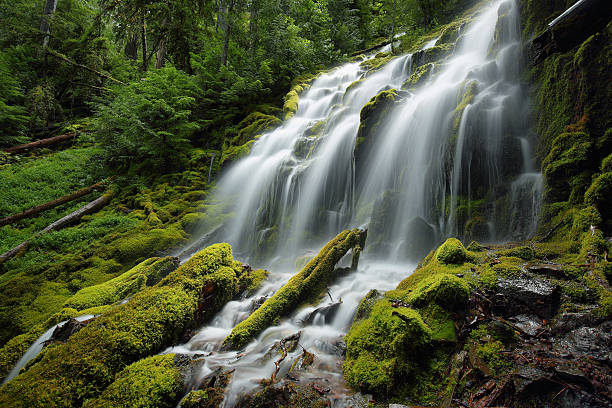 proxy falls, oregon - flowing nature leaf tree - fotografias e filmes do acervo