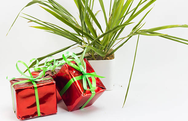 istock Christmas gift boxes and tree in pot on white background. 626312328
