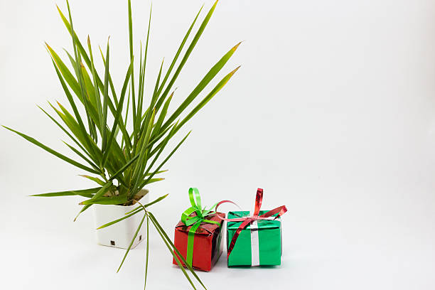 istock Christmas gift boxes and tree in pot on white background. 626312372