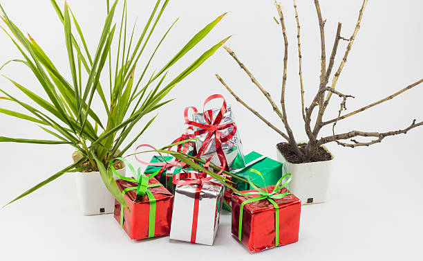 istock Christmas gift boxes and tree in pot on white background. 626312390