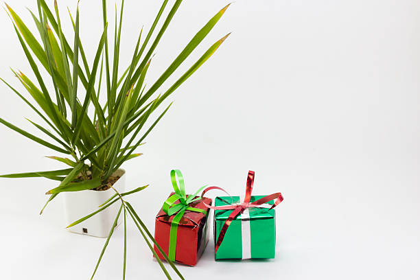 istock Christmas gift boxes and tree in pot on white background. 626320840
