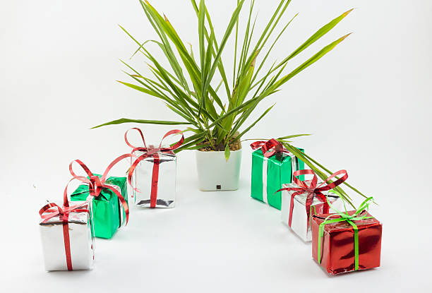 Christmas gift boxes and tree in pot on white background.