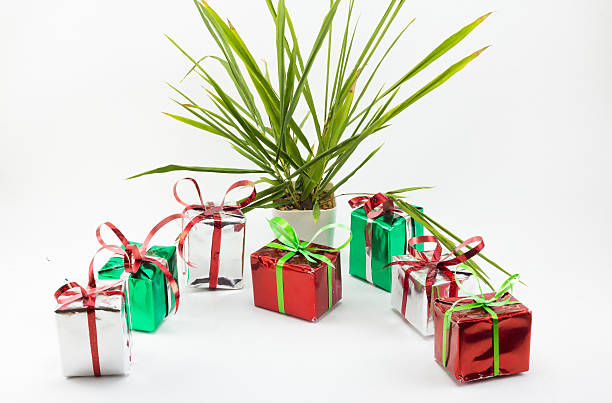 istock Christmas gift boxes and tree in pot on white background. 626320848