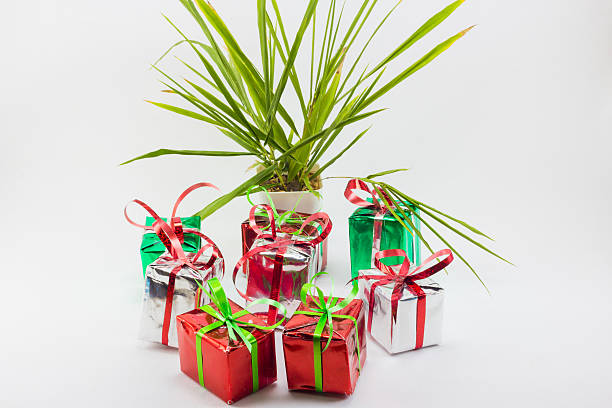 istock Christmas gift boxes and tree in pot on white background. 626320852