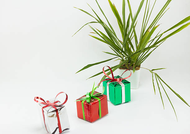 istock Christmas gift boxes and tree in pot on white background. 626320854