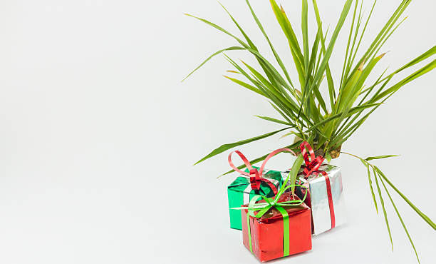 istock Christmas gift boxes and tree in pot on white background. 626320864